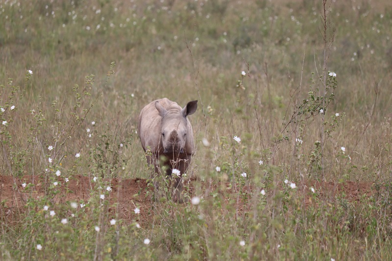Malý nosorožec má len niekoľko mesiacov