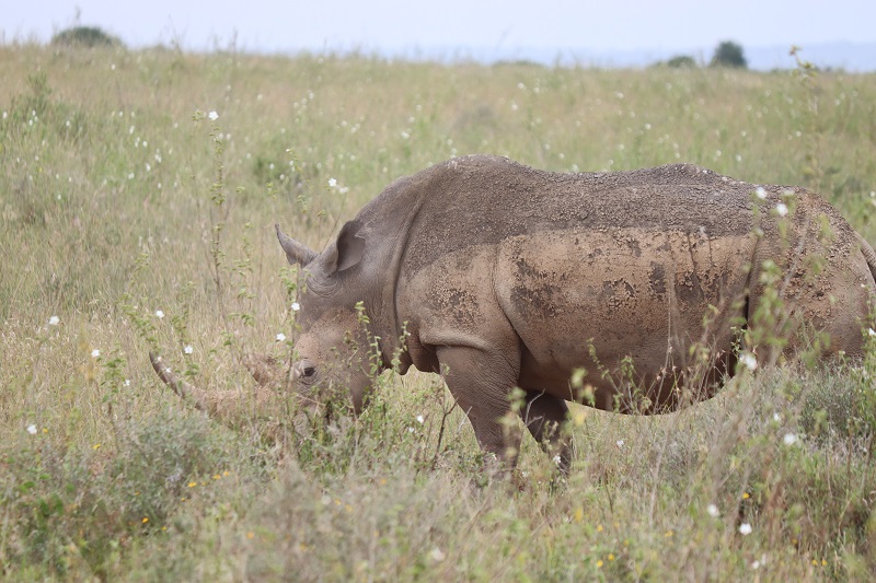 Pozorovanie týchto nosorožcov nás veľmi bavilo