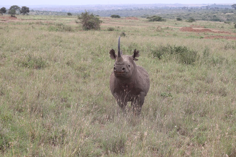 Tento nosorožec bol iba pár metrov od nás
