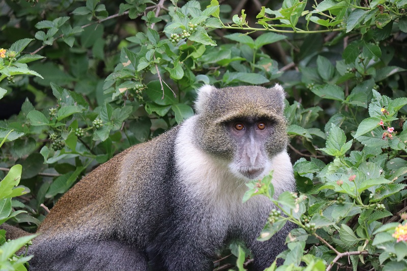 V parku nás víta táto opica ktorú môžete vidieť aj v uliciach Nairobi