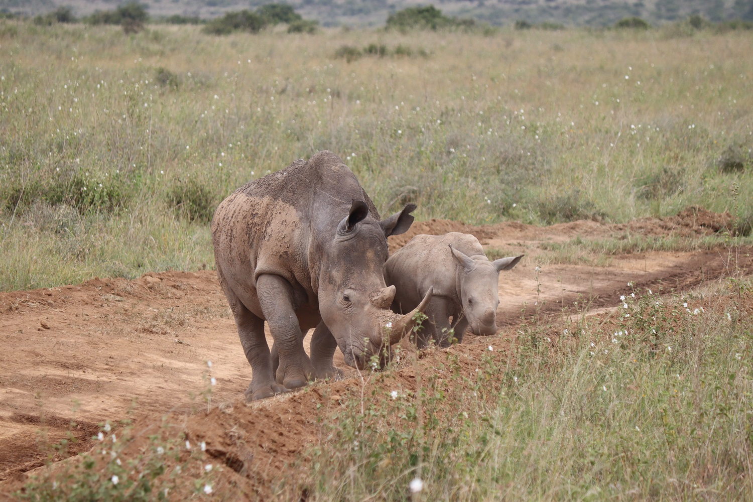 Keňa: Národný park Nairobi – ako využiť voľný čas v Nairobi