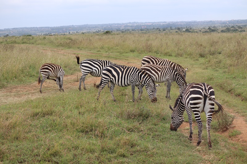 Zebry v Národnom parku Nairobi