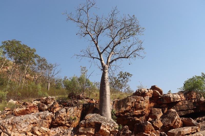 Kimberley by sme nazvali aj krajinou baobabov. Rastie ich tu neskutočné množstvo.