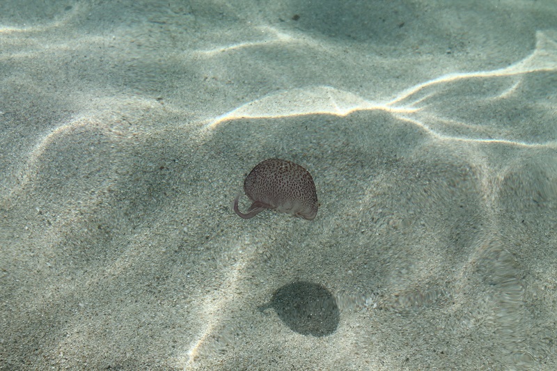 Medúza na Plage de Bodri