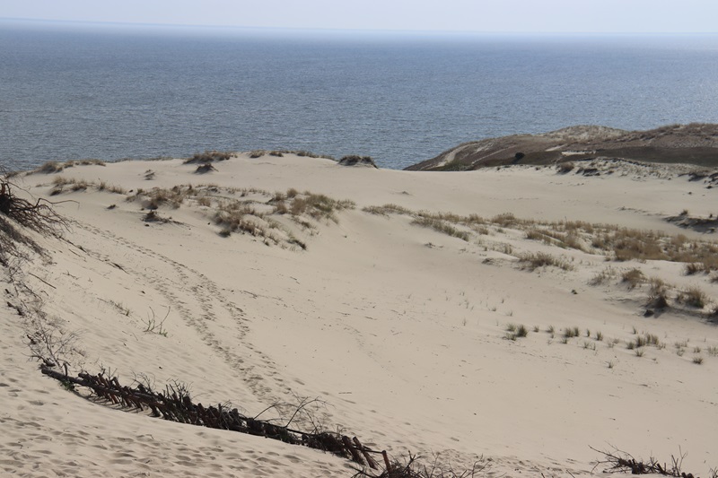 Pieskové duny sa nachádzajú vo viacerých častiach Kurskej Kosy
