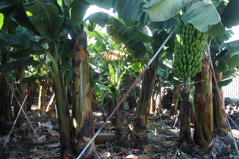 Banánovníkové plantáže tvoria veľkú časť ostrova