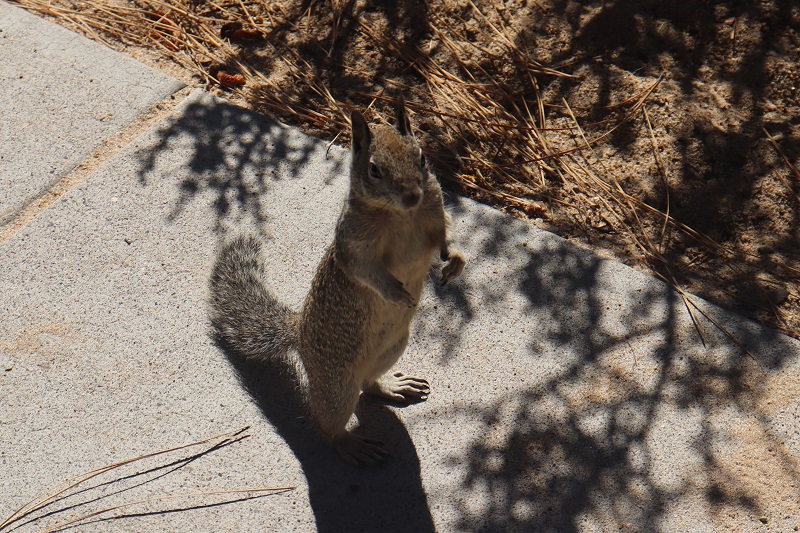 Všade pri jazere Tahoe vidíme takéto veveričky. Často prídu aj k nám a chcú niečo na jedlo.