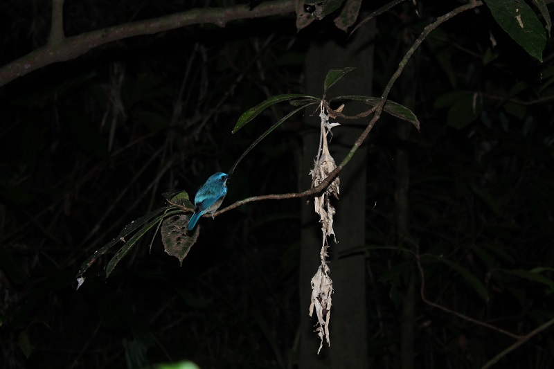 Farebné vtáčiky na Borneu pri Kinabatangan River počas nočnej prechádzky džungľou