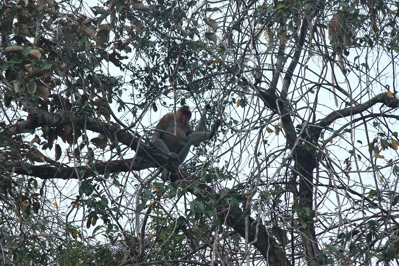 Proboscis Monkey pri Klias River