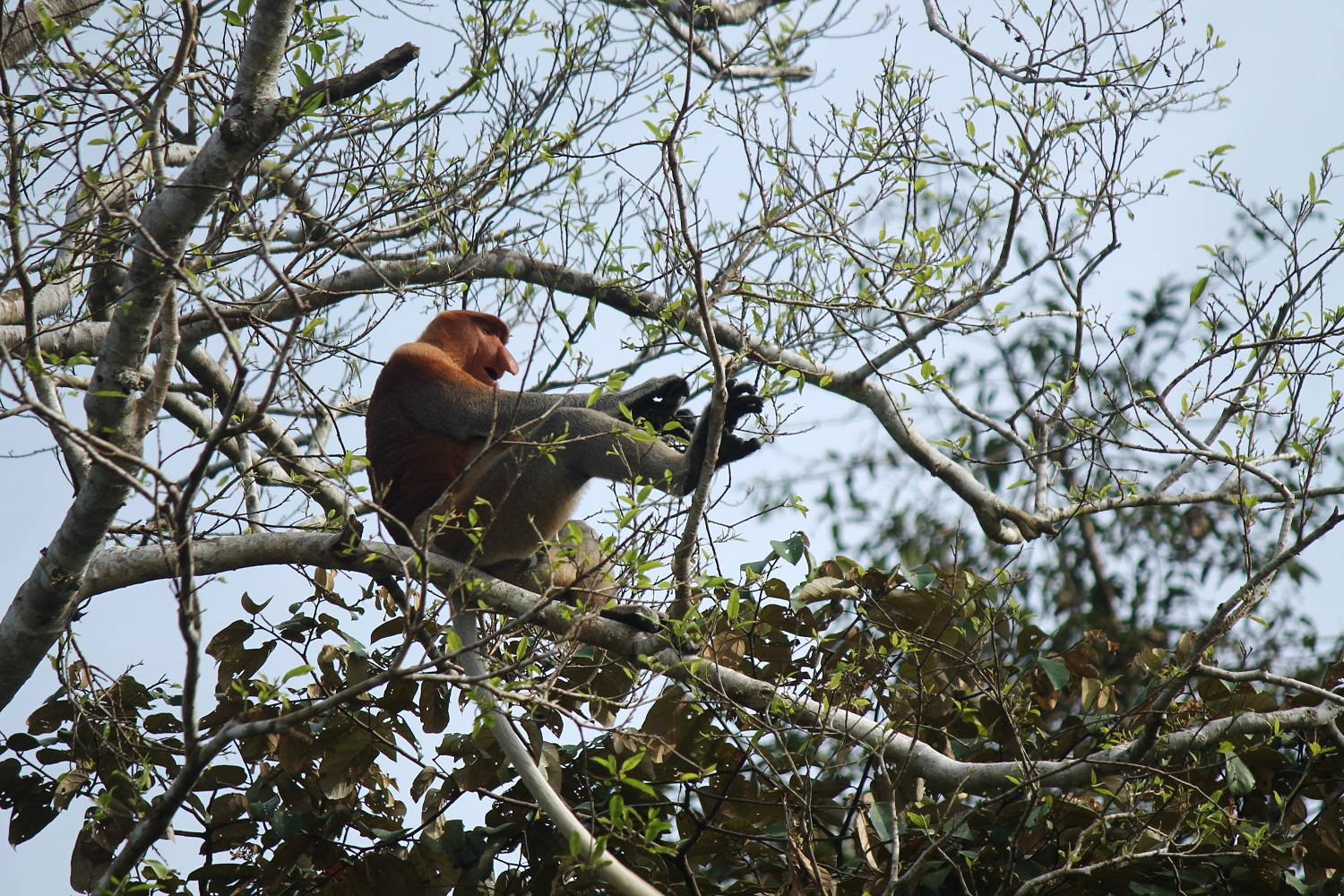 Borneo - ostrov nosatých opíc