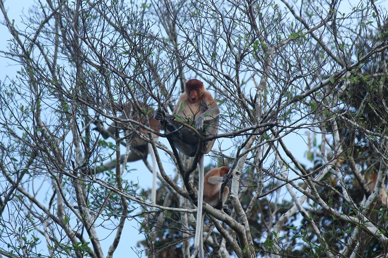 Proboscis Monkey počas safari na Kinabatangan River