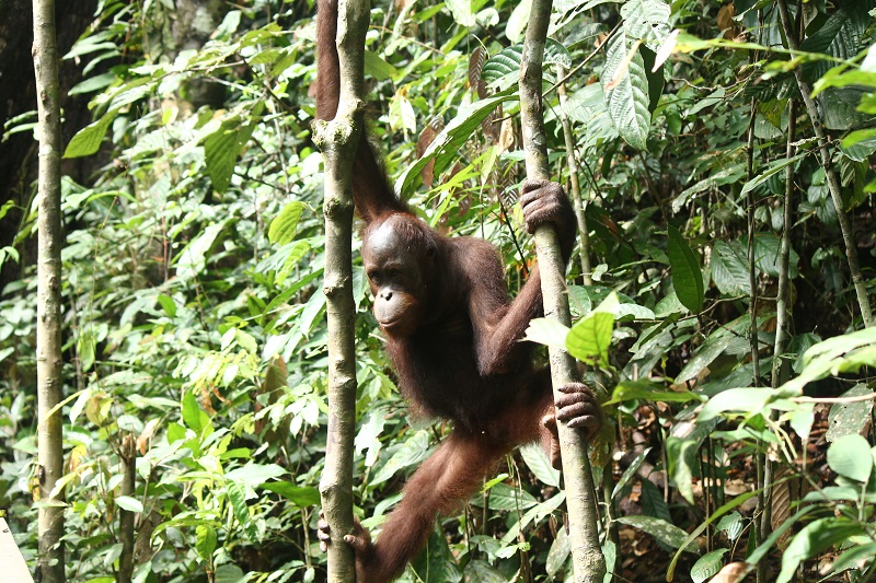 Orangutan pri chodníku v Sepilok Orang Utan Rehabilitation Centre