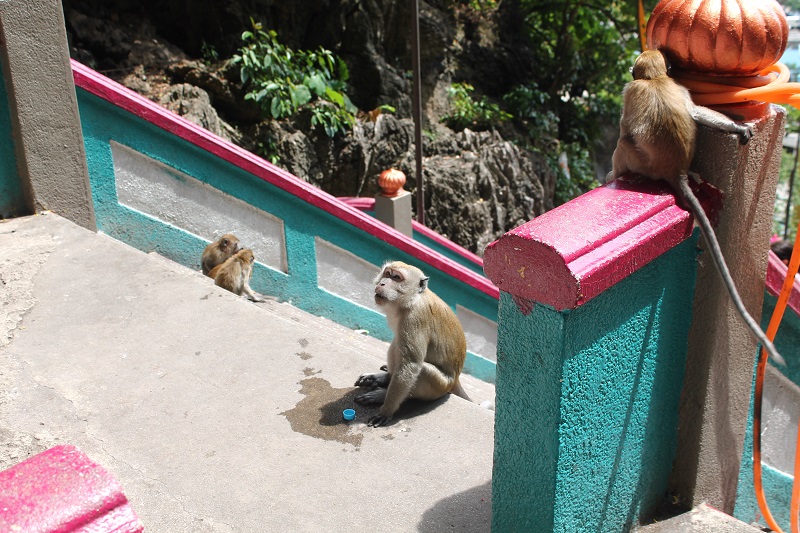 Opice na schodoch neprestanú otravovať
