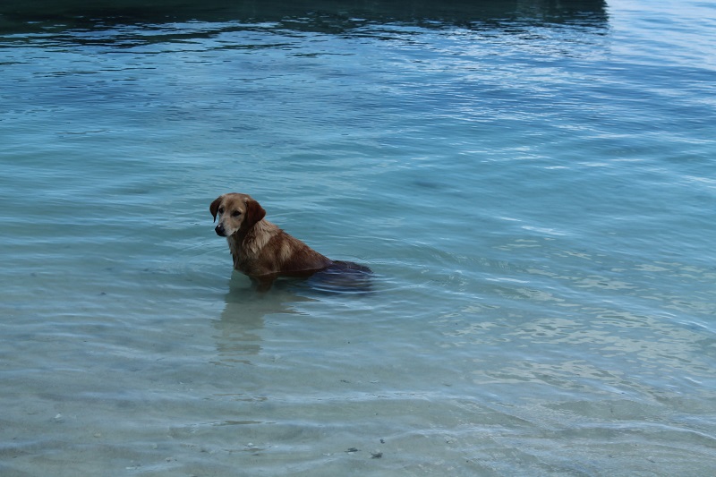 Maurícius – aj psíky sa radi kúpu v mori