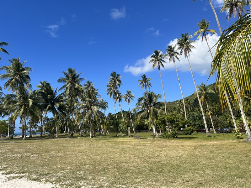 Palmy pri pláži Ta'ahiamanu