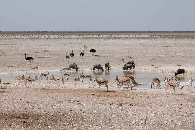 Etosha - napájadlo