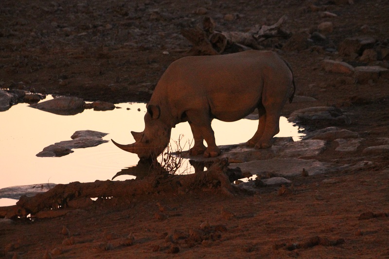 Etosha - nosorožec pri napájadle