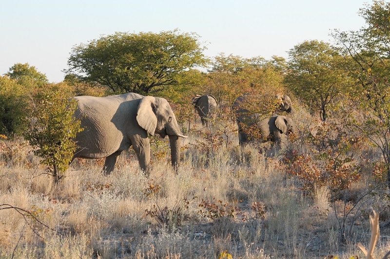 Etosha - slony