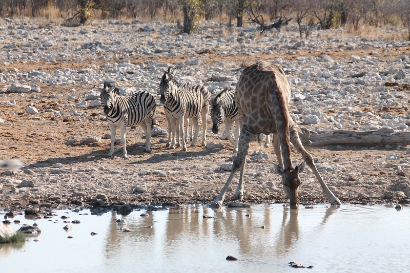 Etosha - žirafa a zebry