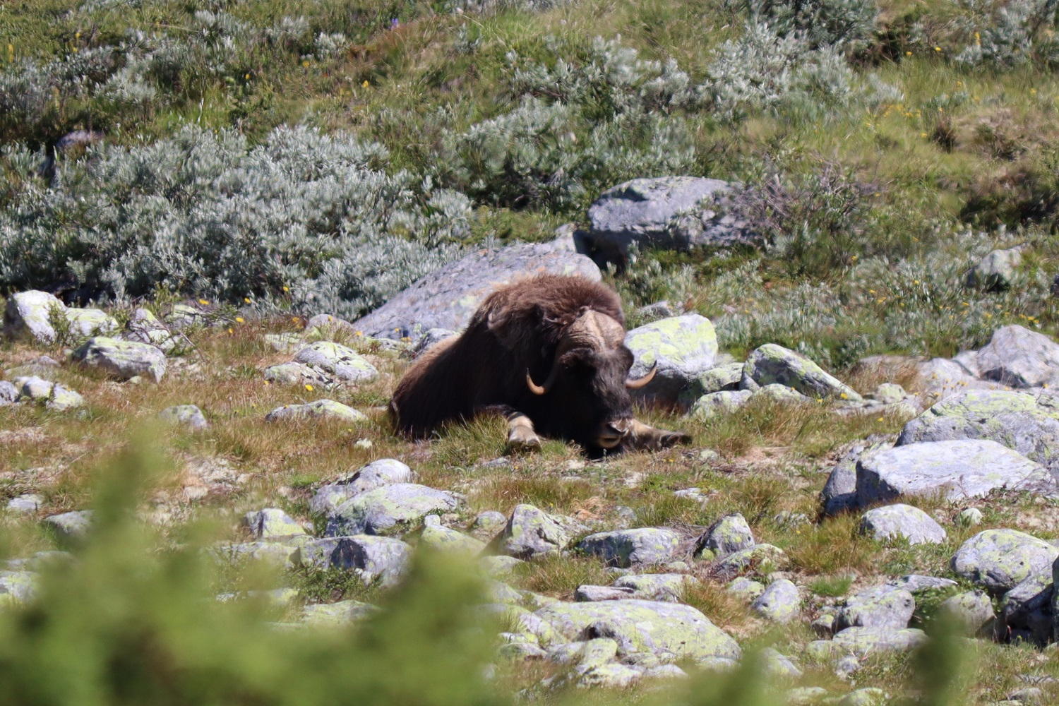 Nórsko: Turistika v Národnom parku Dovrefjell