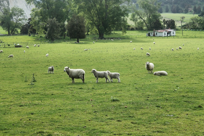 Severný Ostrov Nového Zélandu je ostrovom oviec