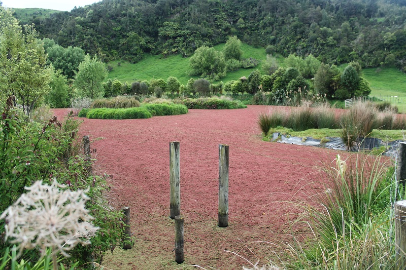 Zaujímavé jazero zarastené červenými riasami