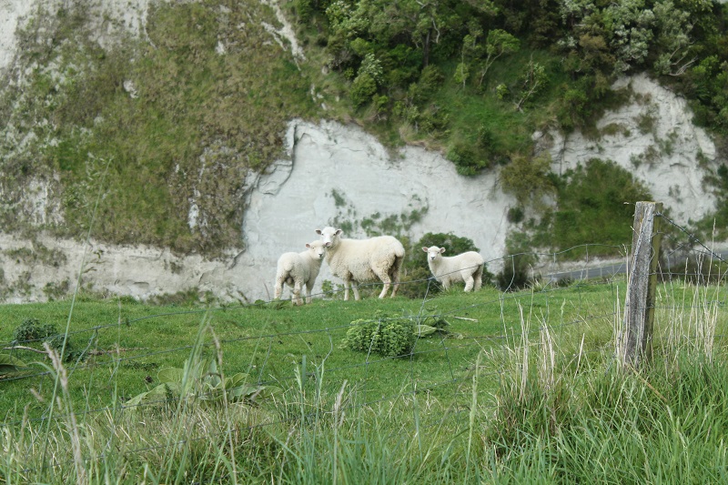 Niektoré ovce nám aj zapózovali na fotku