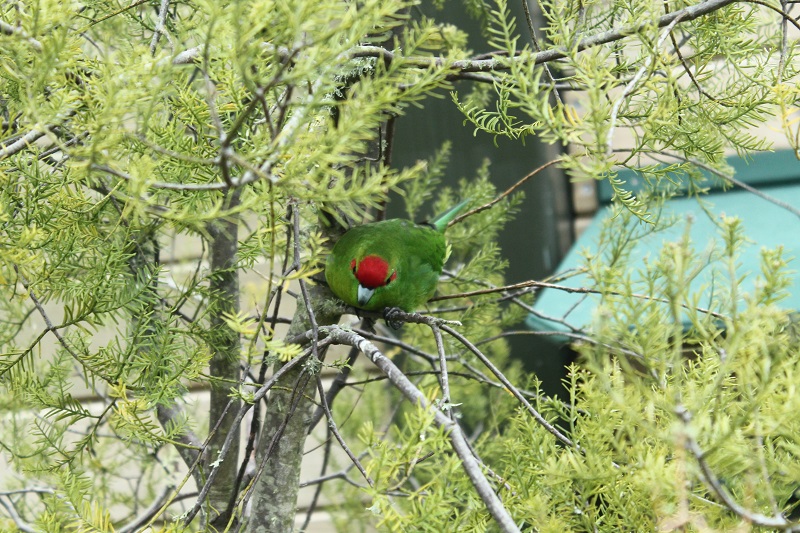 Jeden z mnohých druhov papagájov