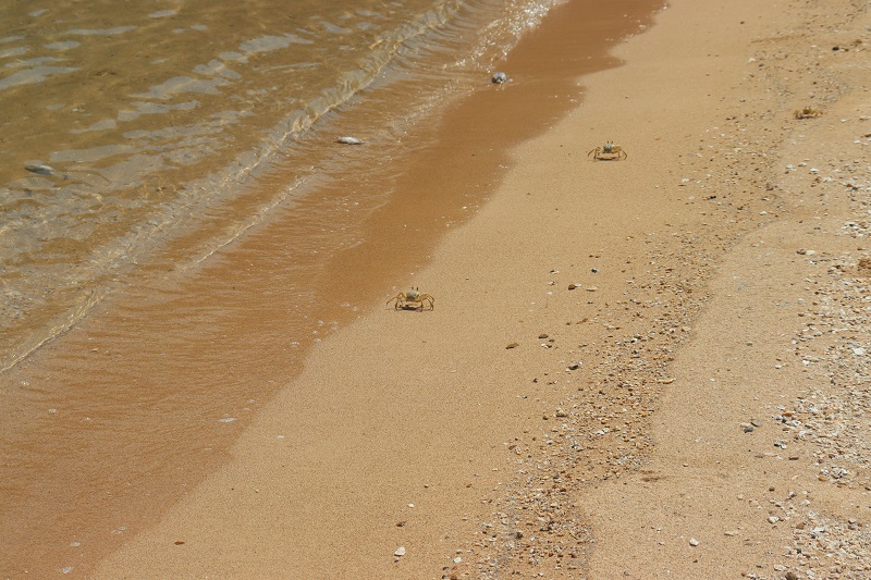 Kraby na pláži