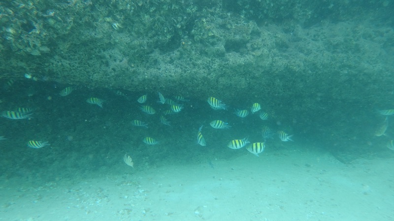 Farebné rybičky v Bandar Al Khayran