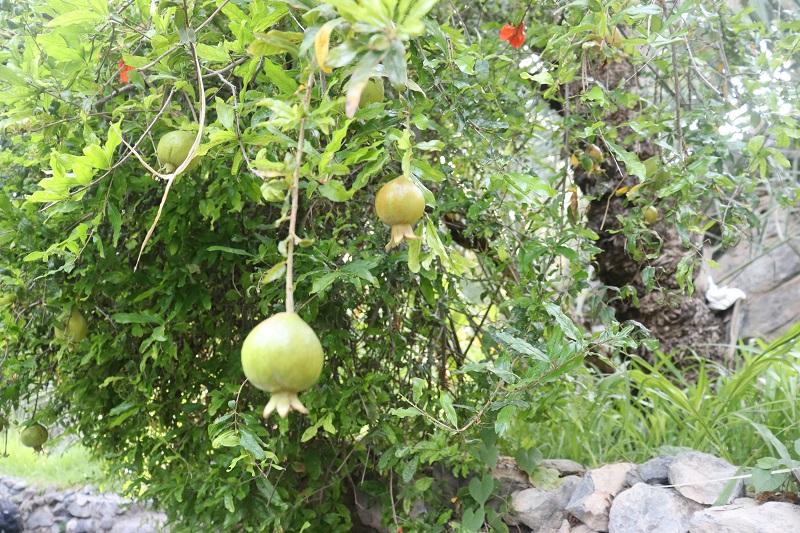 Pestujú sa tu aj granátové jablká