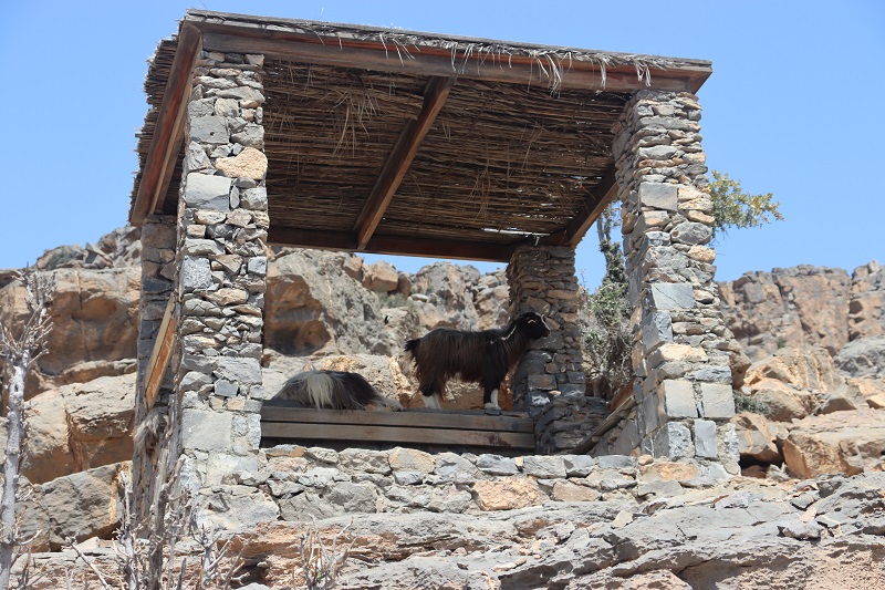 Kozy sa ukrývajú pred slnkom priamo pod turistickým prístreškom