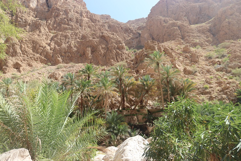 Vo wadi rastie mnoho paliem