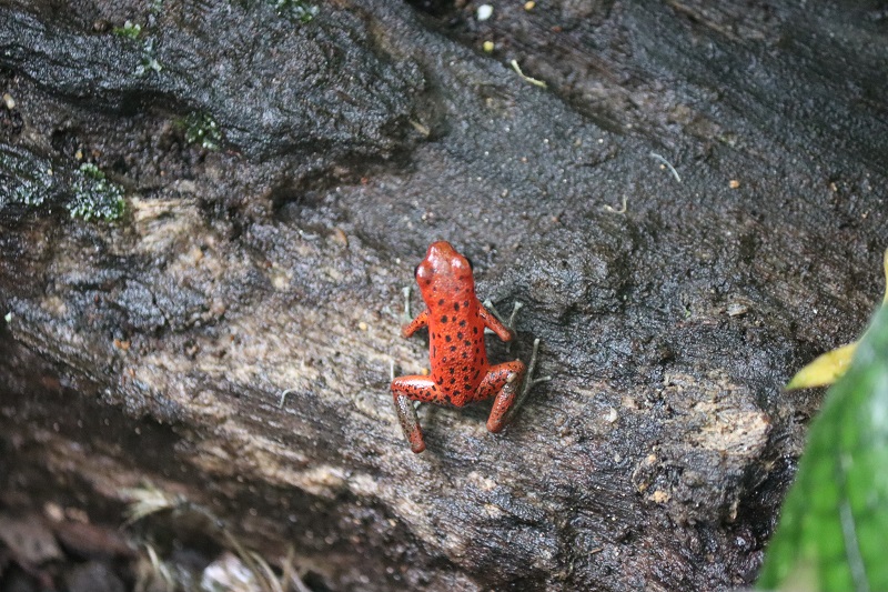 Vzácne červené žaby