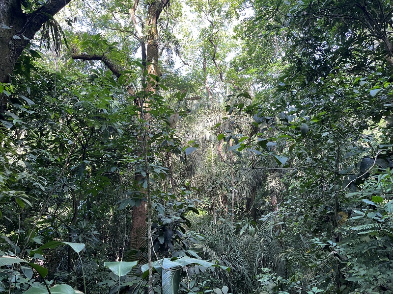 Hustá džungľa popri Plantation Road