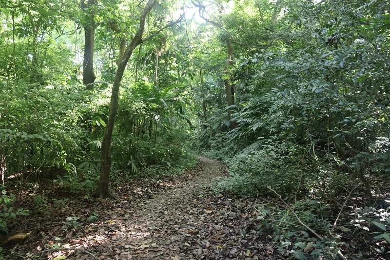 Takmer celý čas ide Plantation Road takto cez les