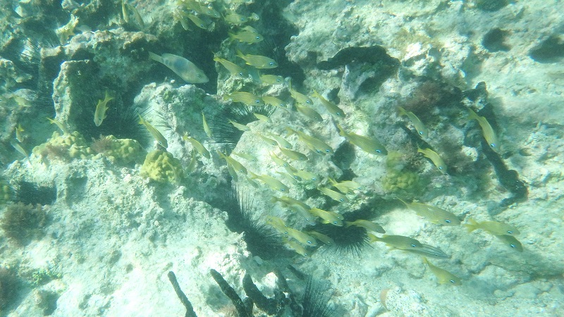 Húf rybičiek pri našom ostrove