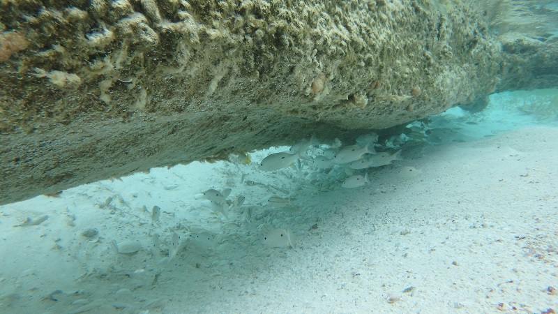 Skupina rybičiek pri šnorchľovaní v plytčine