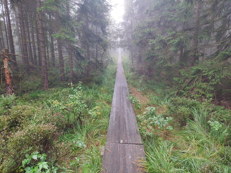 Les má v tejto hmle tajomnú atmosféru