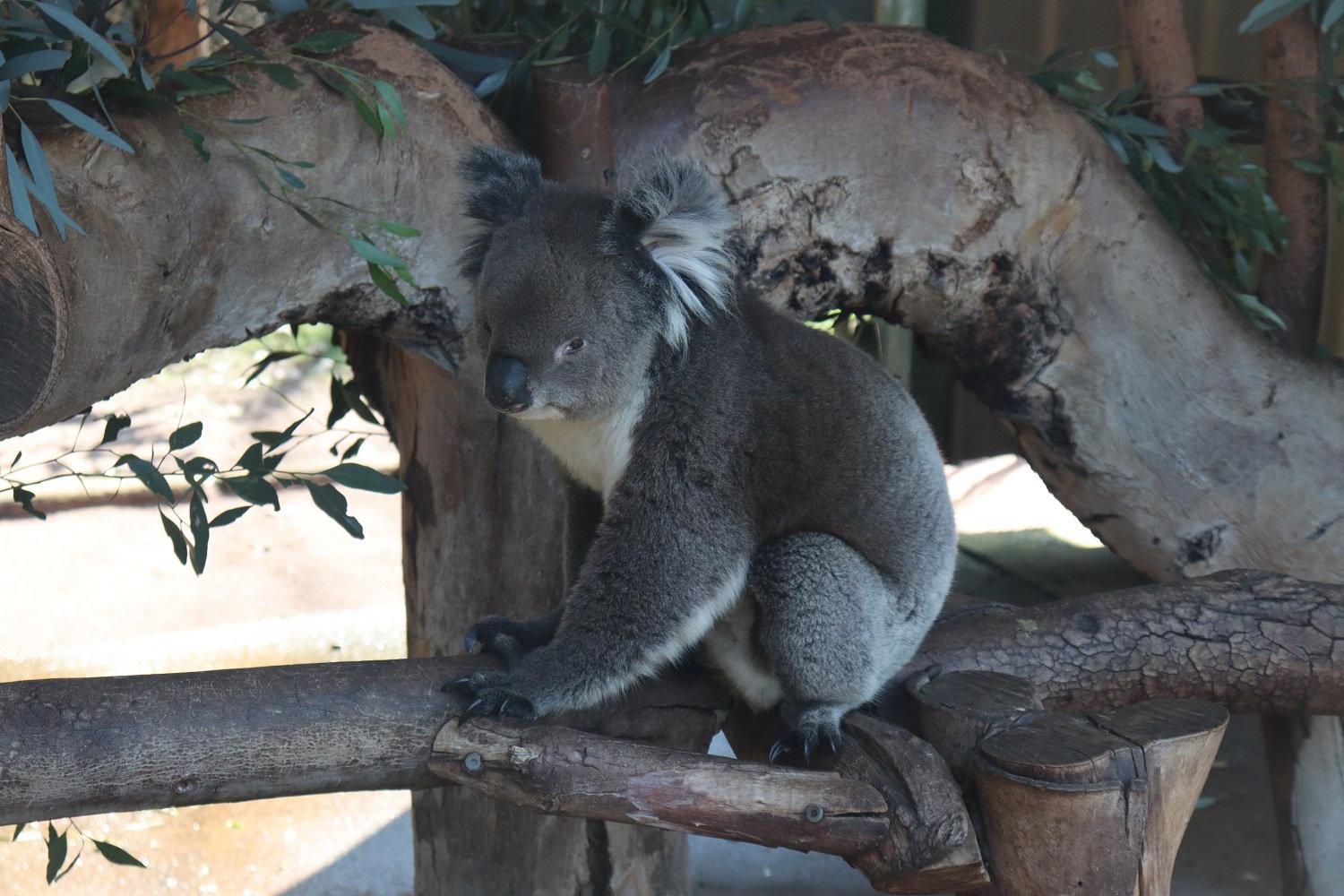 Západná Austrália, Perth: Yanchep National Park, Caversham Wildlife Park