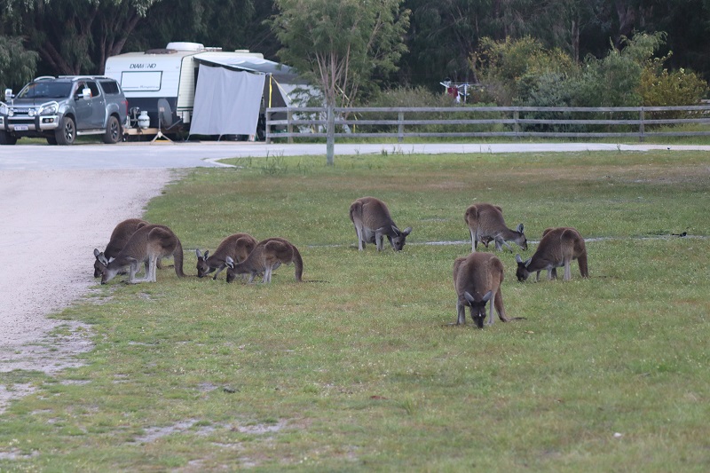 Ráno okolo nášho stanu napočítame osemnásť kengúr
