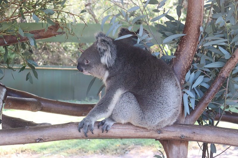 Koala