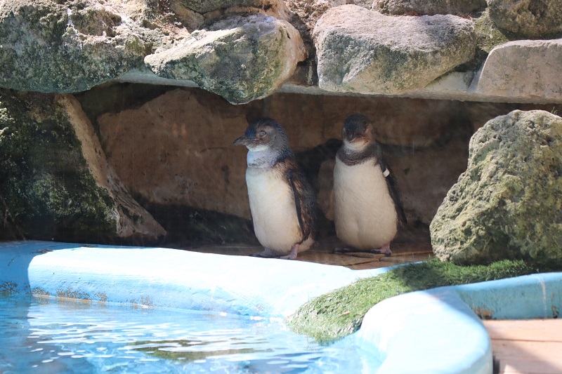 V Caversham Wildlife Park majú aj tučniaky