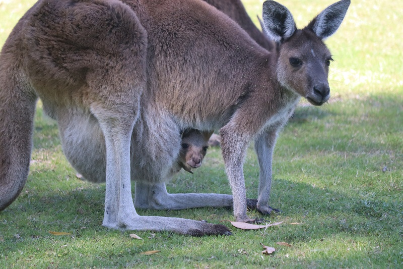Veľa kengúr v Yanchepe malo vo svojom vačku aj mláďa