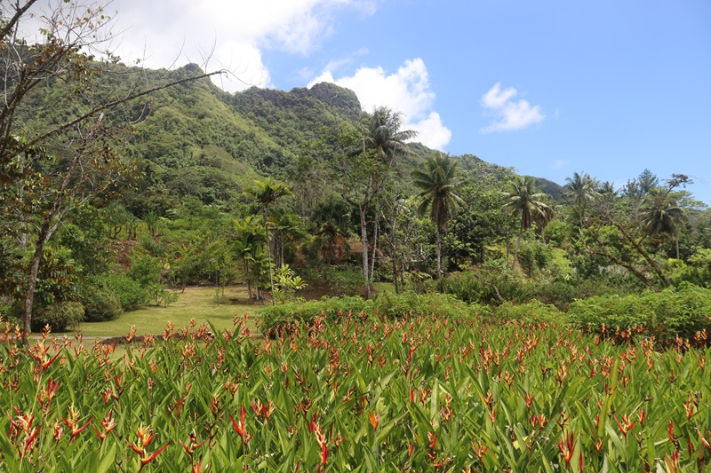 Botanická záhrada na Raiatei