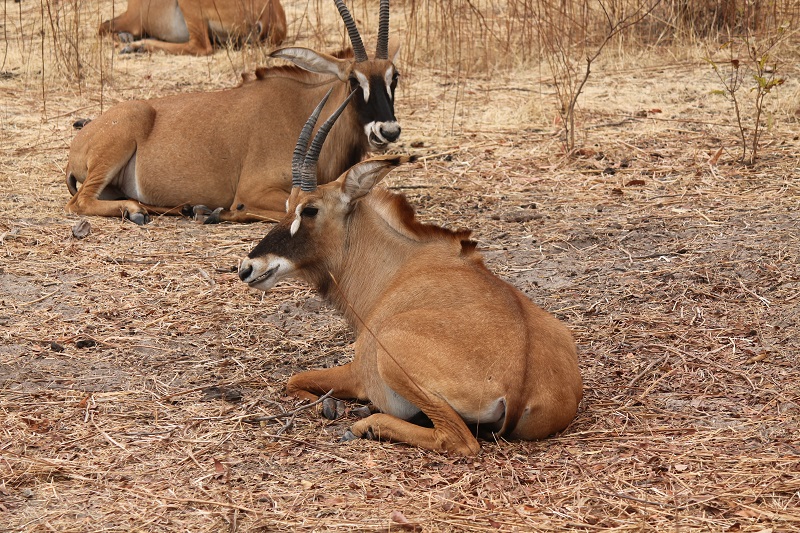 Oddychujúce antilopy