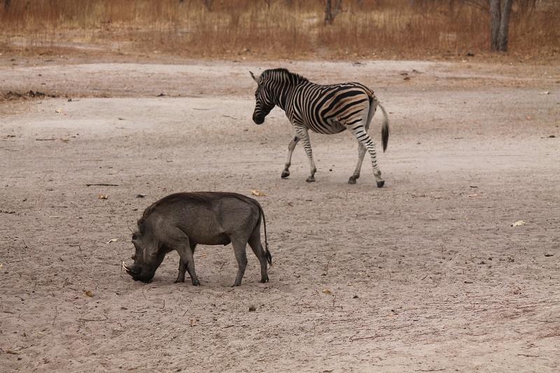 Zebra a prasa bradavičnaté