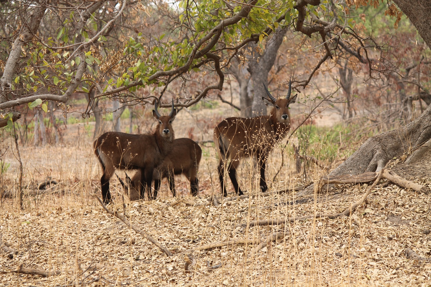 Senegal: Safari v prírodnej rezervácii Fathala