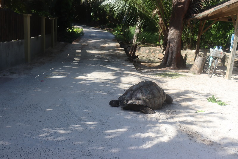 Na La Digue stretneme aj korytnačky len tak voľne žijúce na ostrove
