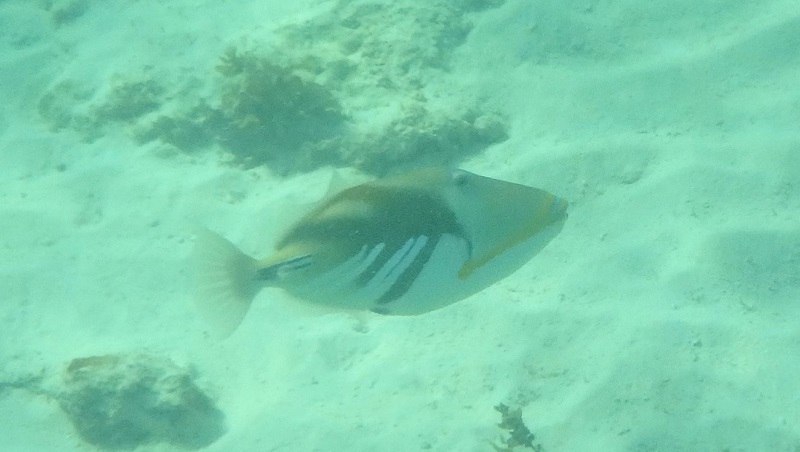 Na Anse Royal môžete vidieť aj zaujímavé rybičky